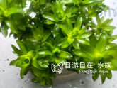 ADA 寬葉太陽 Tonina fluviatilis IC464